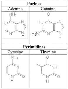 dna_bases