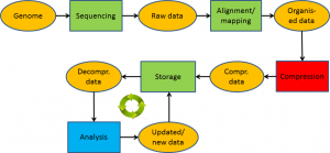 genome_lifecycle