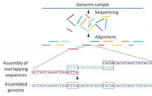 genome_sequencing_and_assembling
